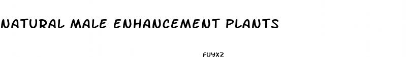 natural male enhancement plants