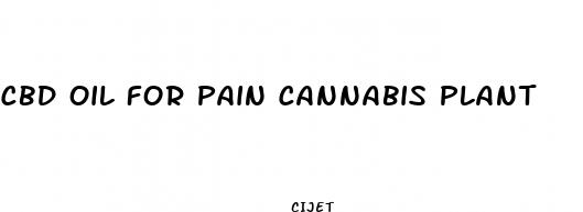 cbd oil for pain cannabis plant